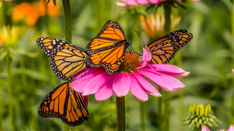 Monarch butterflies on a pink flower