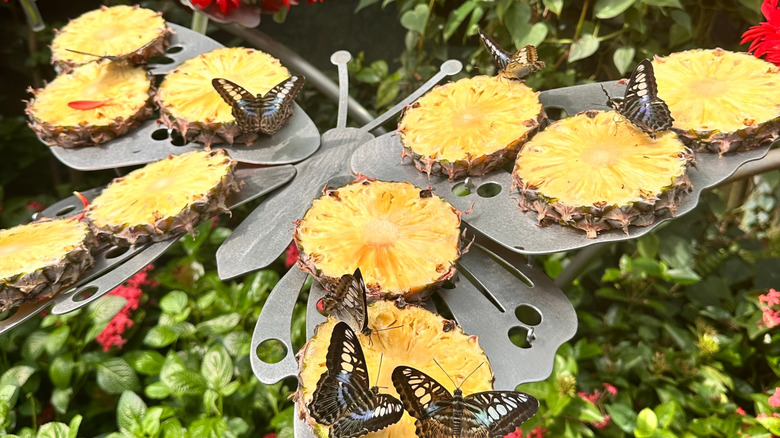 Butterflies on slices of pineapple on a metal butterfly sculpture