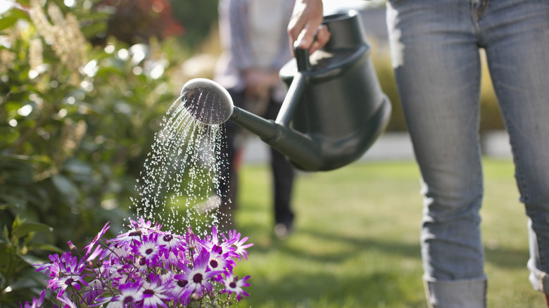 Person watering flowers with watering can