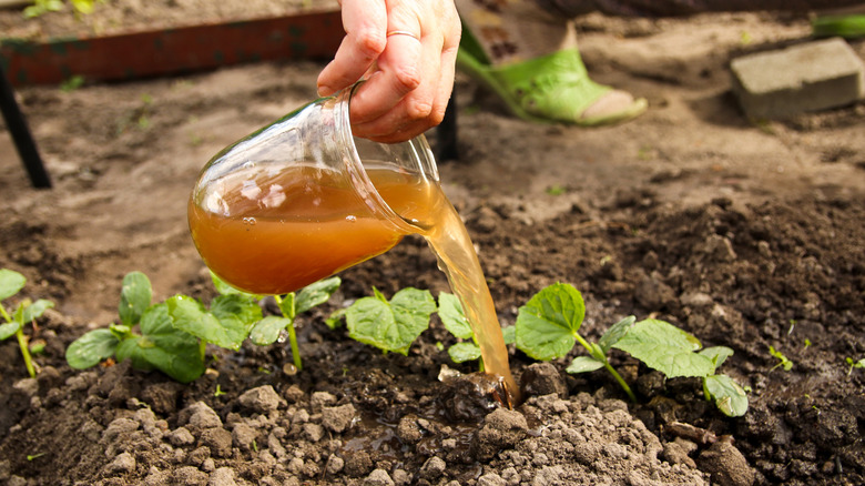 Person applies liquid fertilizer to small plants