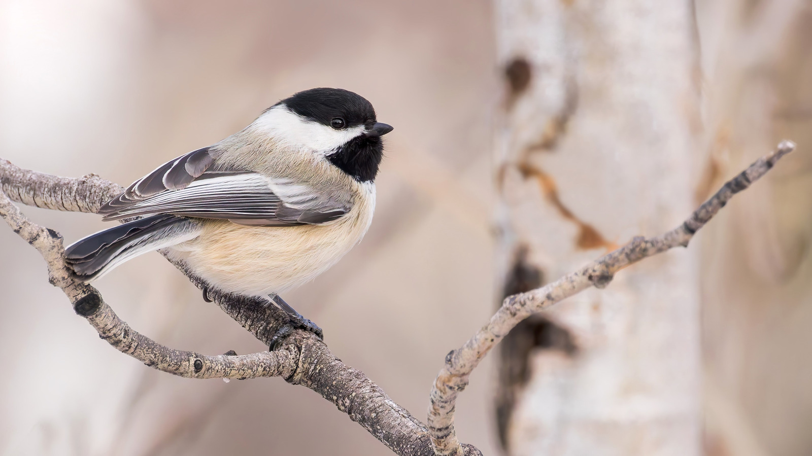 View of Attract More Birds To Your Yard With A Simple Popsicle Stick Hack