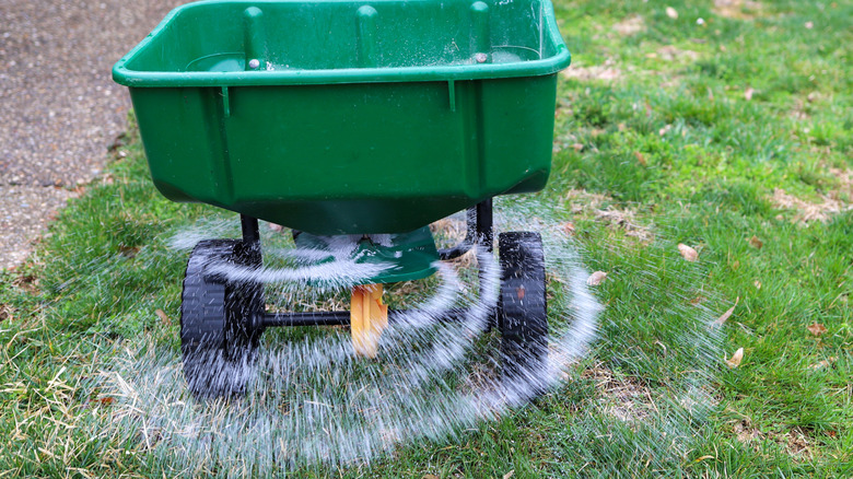 fertilizing lawn with push spreader