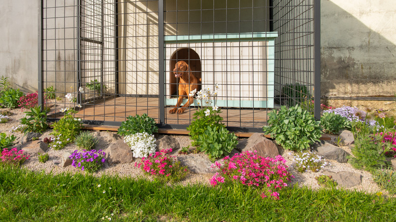 Dog in kennel, surrounded by flowers