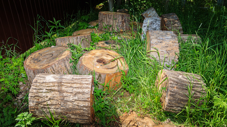 logs cut from a tree trunk