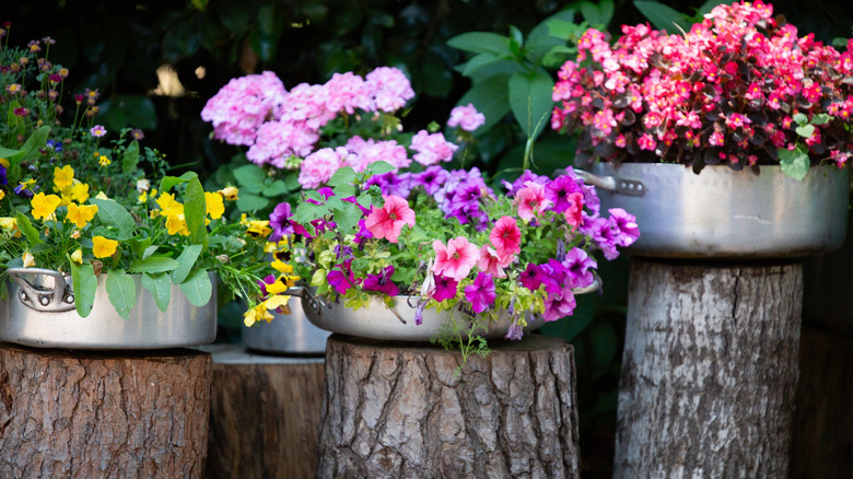 potted plants atop logs
