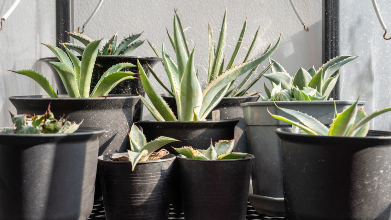 A collection of potted agave succulents