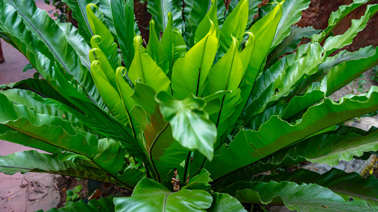 A vibrant bird's nest fern
