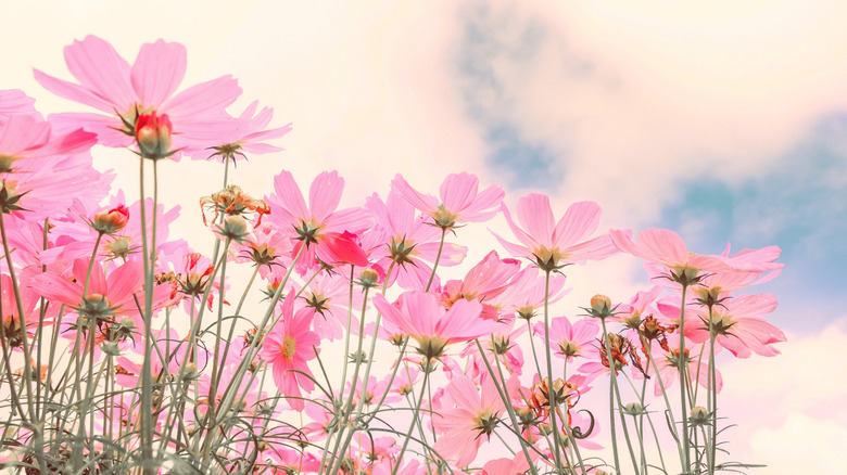 A bed of pink cosmos flowers