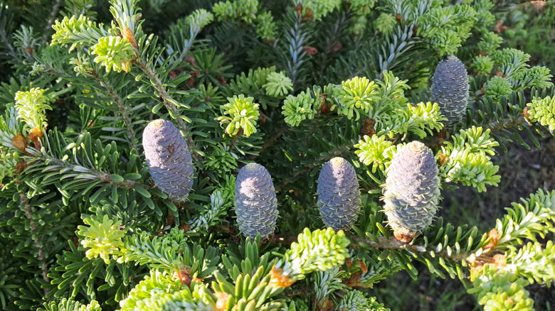 A Korean fir with a collection of purplish blue cones