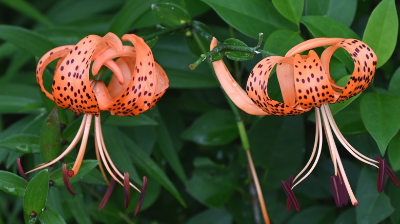 A pair of orange tiger lilies
