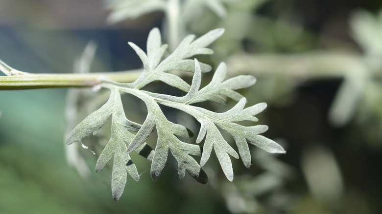 A close up image of a mugwort leaf