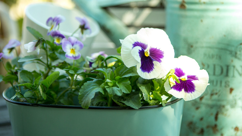 White-and-purple pansies growing in a pot