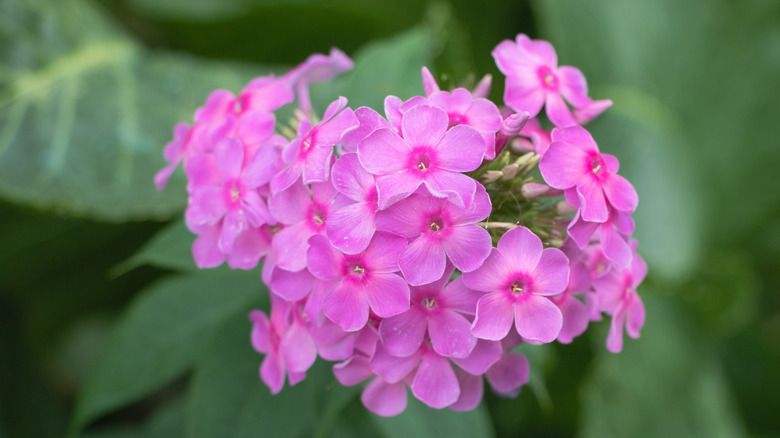 A cluster of pink phlox flowers in full bloom