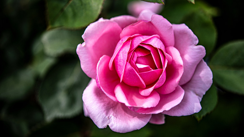 A pink rose on the bush