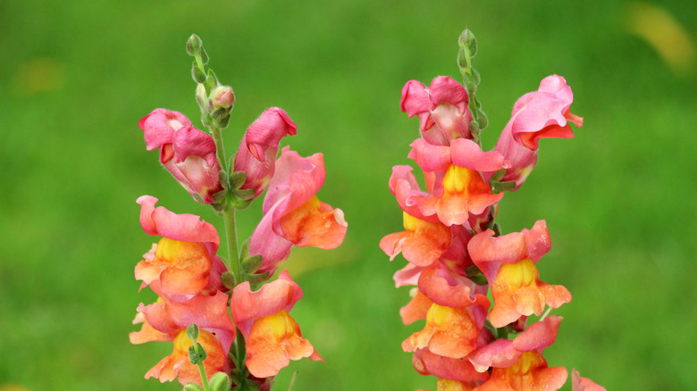 A pair of pink and orange snapdragon stalks