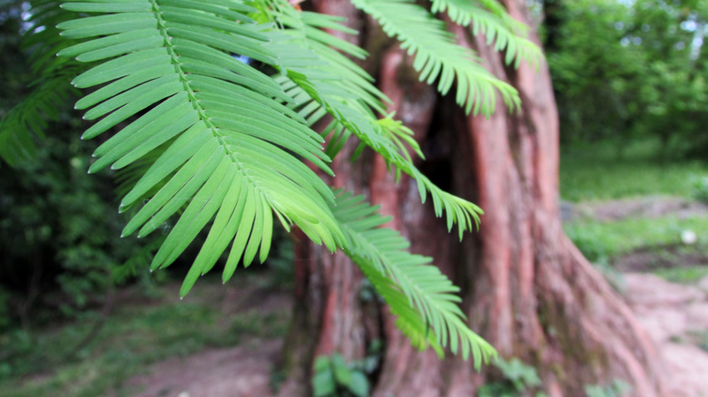 A weeping dawn redwood and its needle-like leaves