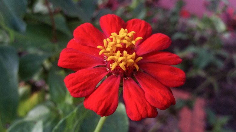 A red zinnia in full bloom