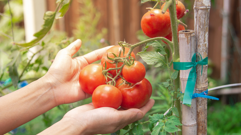 hands holding tomatoes in a garden