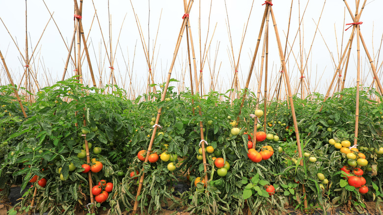 tomatoes and their tipi-style trellises