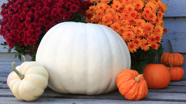 White and orange pumpkins on porch