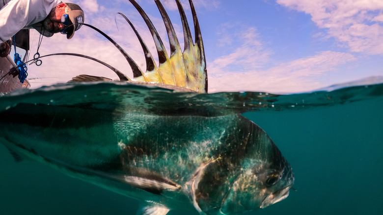 Angler releasing roosterfish