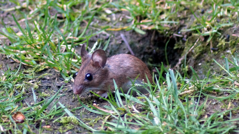 Mouse in yard