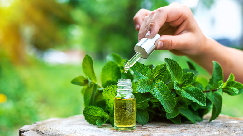 Peppermint plant and oil