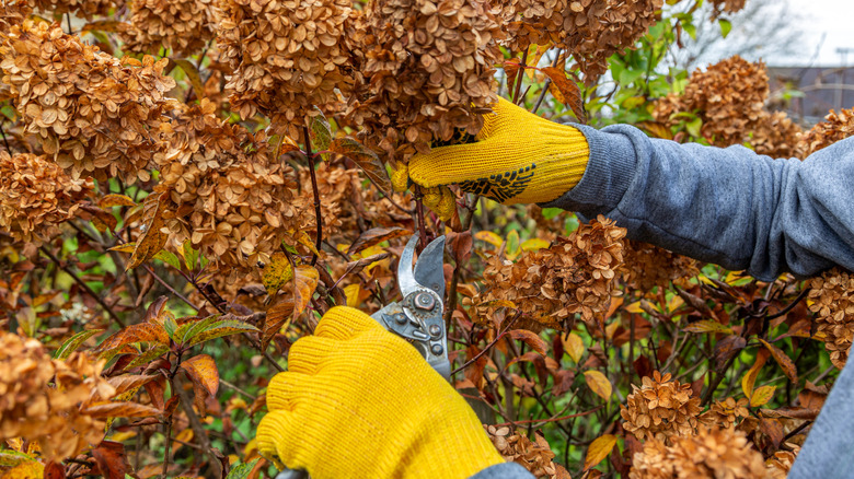 Pruning dried hydrangeas