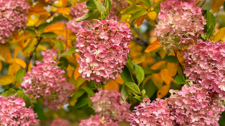 Pink hydrangeas in fall