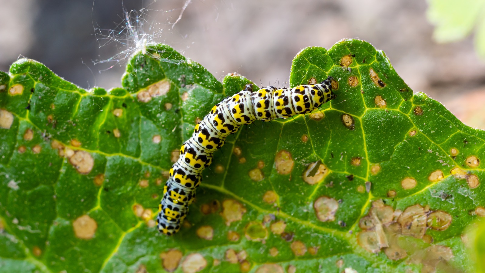 Molasses Is The Secret Weapon To Stop Caterpillars From Destroying Your
