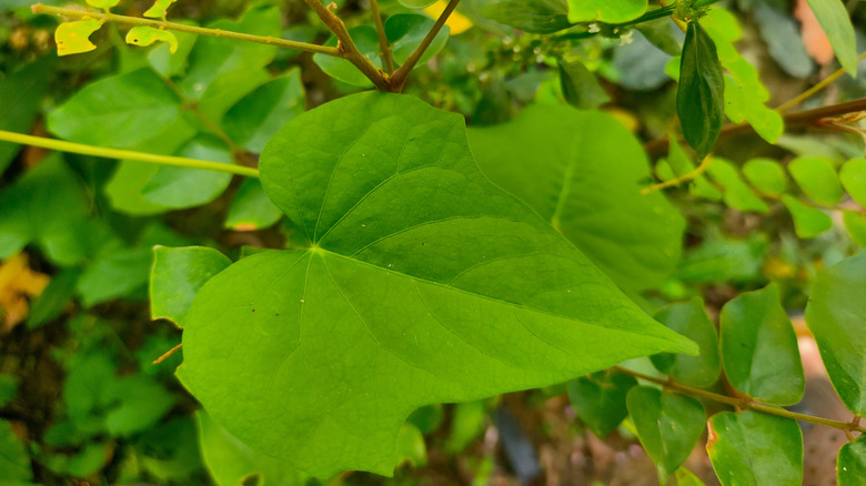 Canadian moonseed leaf