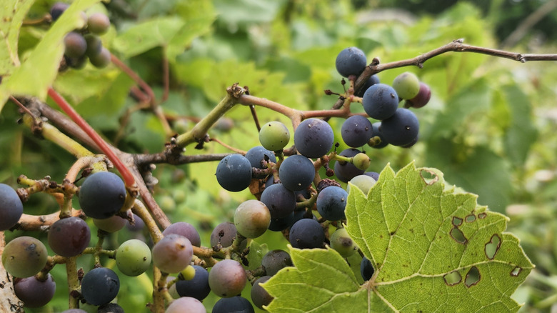 Wild grapes
