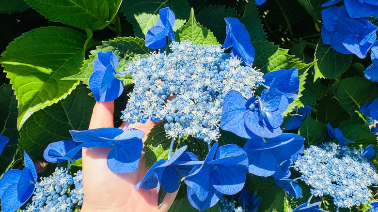 Deep blue mountain hydrangea