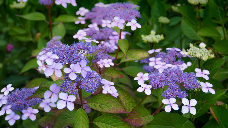 Purple hydrangea serrata