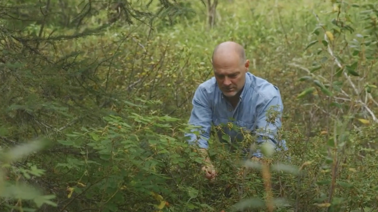 Les Stroud harvesting labrador tea