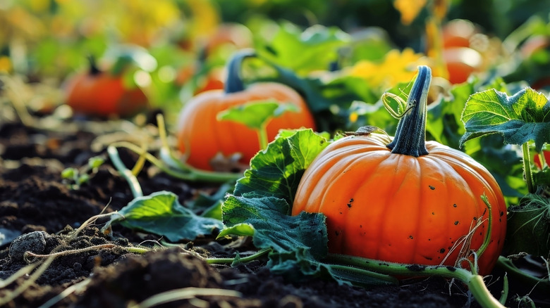 A bountiful pumpkin patch ready for harvest