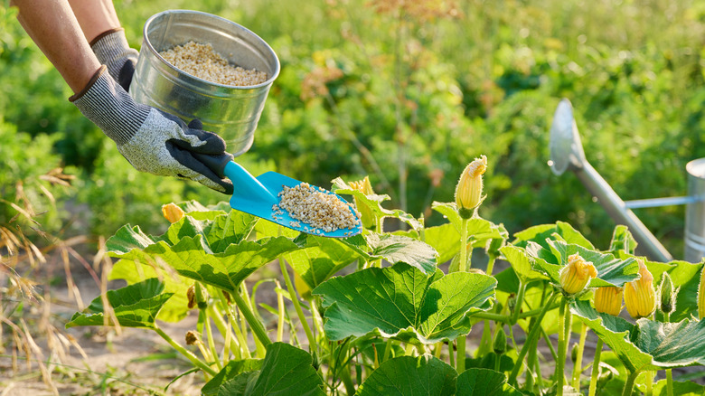 Gloved hands adding fertilizer to a pumpkin patch