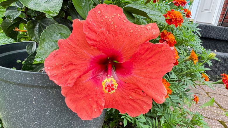 Potted hibiscus plant with red flowers
