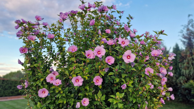 Pink hibiscus flowers growing on shrub in garden