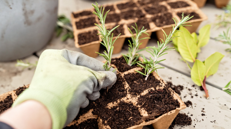 Rosemary cuttings in a start tray