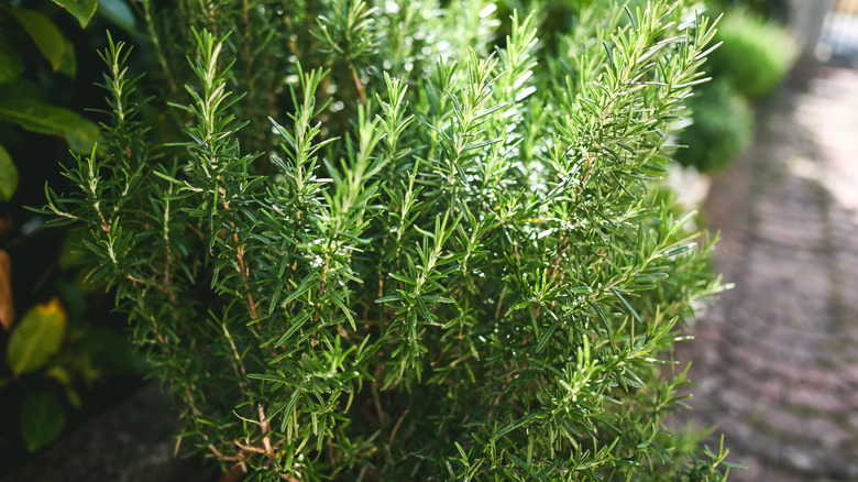 Rosemary planted in a greenhouse