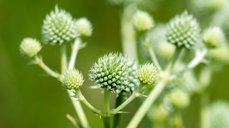 Rattlesnake master close up