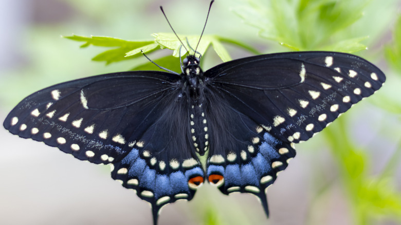 A black swallowtail butterfly on grass