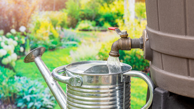 filling watering can with rain barrel water with flowers in background