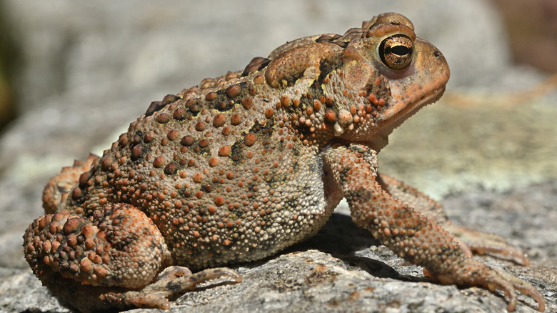 An American toad getting sun on a large rock