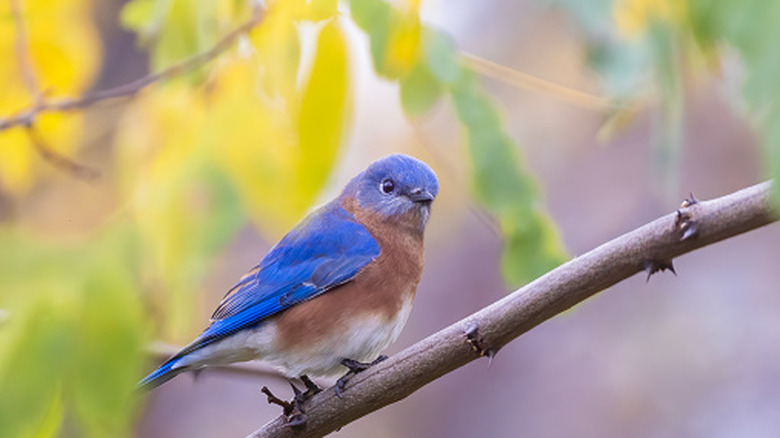 An eastern bluebird perched on a branch