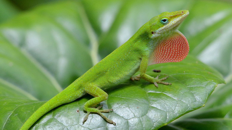 A green anole lizard rests on a leaf, exposing its colorful dewlap
