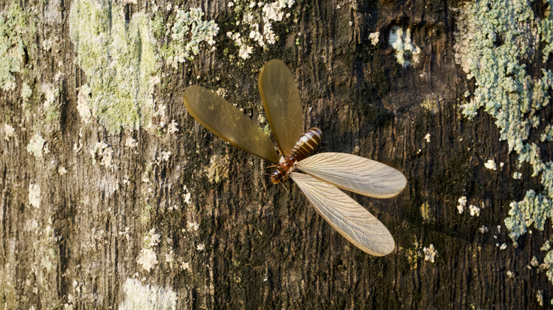A large flying termite crawling along tree bark