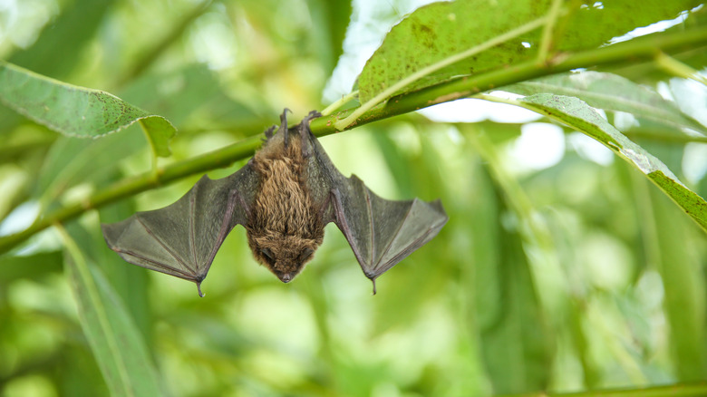 A little brown bat hanging from a green leafy tree