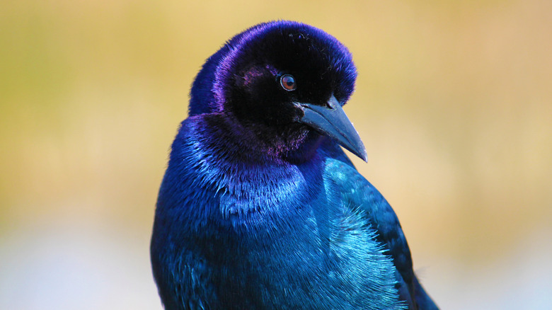 An up-close portrait of a purple martin